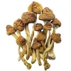 Brazilian Mushroom Strain