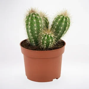 Cactus-Plant Cactus Plant