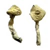 Jack Frost Magic Mushrooms Jack Frost Magic Mushrooms