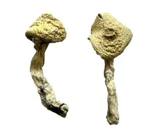 Jack Frost Magic Mushrooms Jack Frost Magic Mushrooms