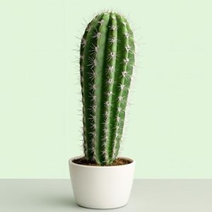 Pachycereus Pringlei — Cardón Cactus