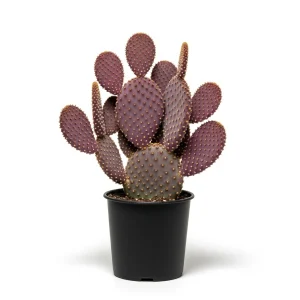 Purple Prickly Pear Cactus Plant