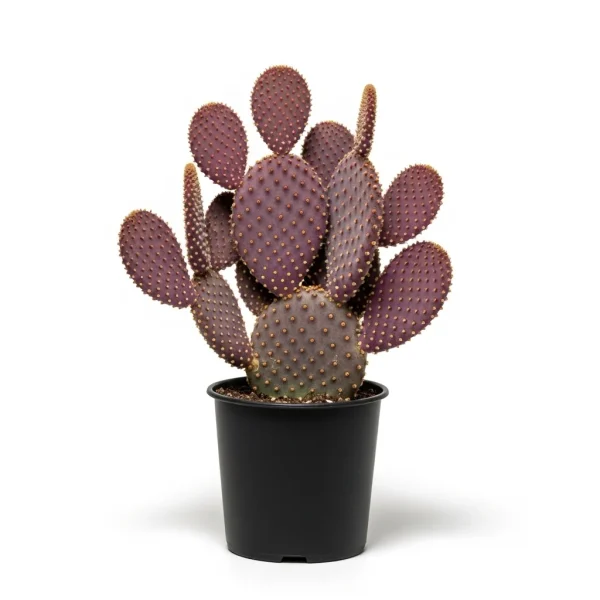 Purple Prickly Pear Cactus Plant