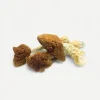 Golden Teacher Magic Mushrooms Golden Teacher Magic Mushrooms