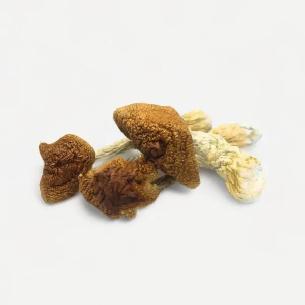 Golden Teacher Magic Mushrooms Golden Teacher Magic Mushrooms